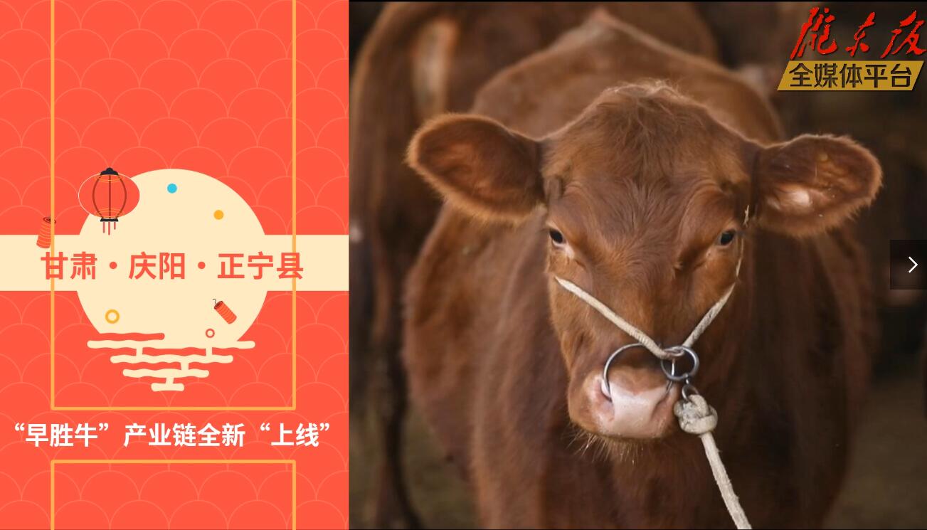 【慶陽視頻】目標20萬頭！正寧縣打造西北肉牛養(yǎng)殖大縣