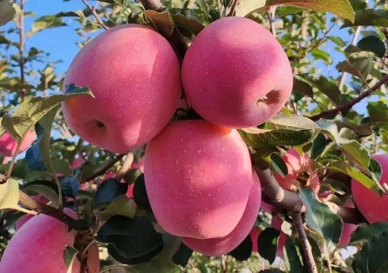 白馬鋪鎮(zhèn)的富士蘋果。
