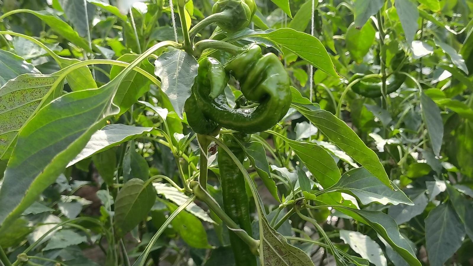 【春潮涌 繪新景丨寧縣篇】把“餐桌配菜”變成“致富主菜”！湘樂(lè)鎮(zhèn)奏響鄉(xiāng)村振興“椒”響曲