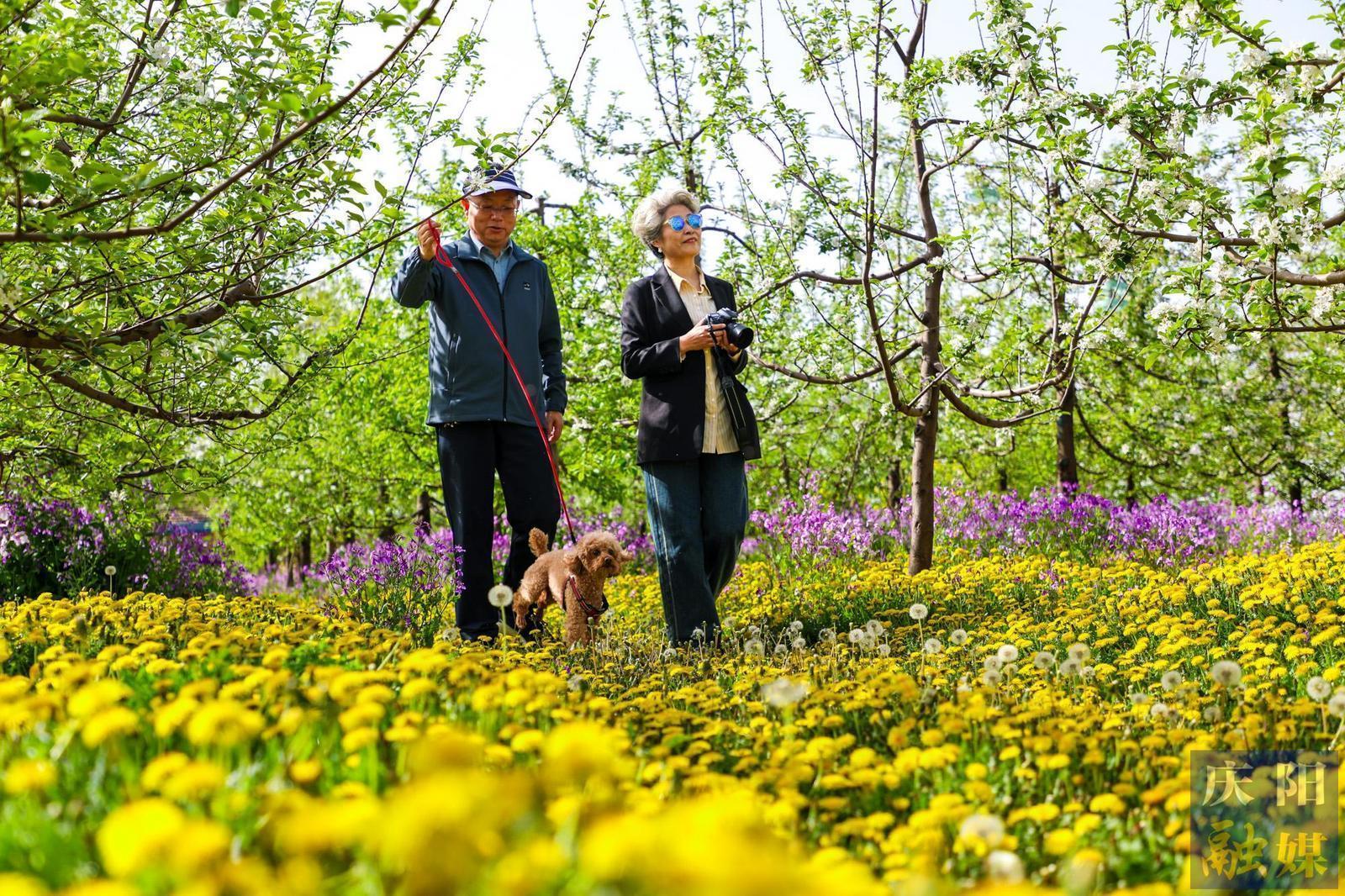 【攝影報道】夢幻果園醉游人 生態(tài)種植富果農(nóng)