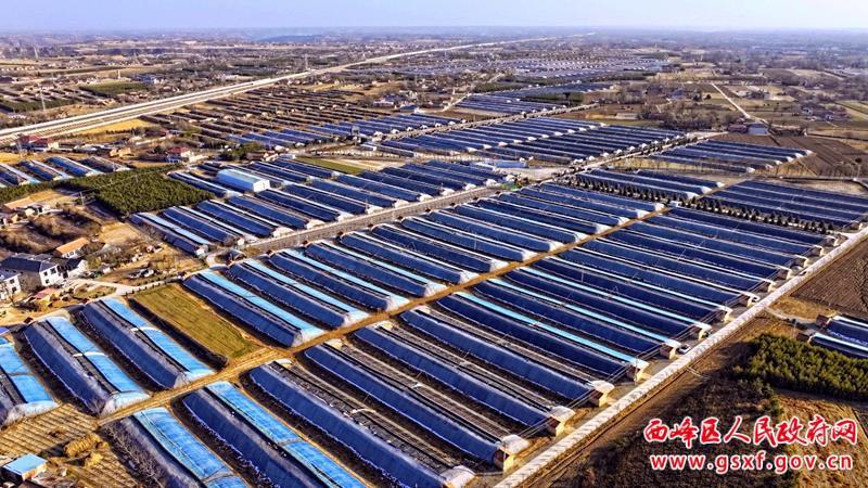 【創(chuàng)建國家農業(yè)綠色發(fā)展先行區(qū)】西峰區(qū)：冬閑人不閑 菌棒加工忙
