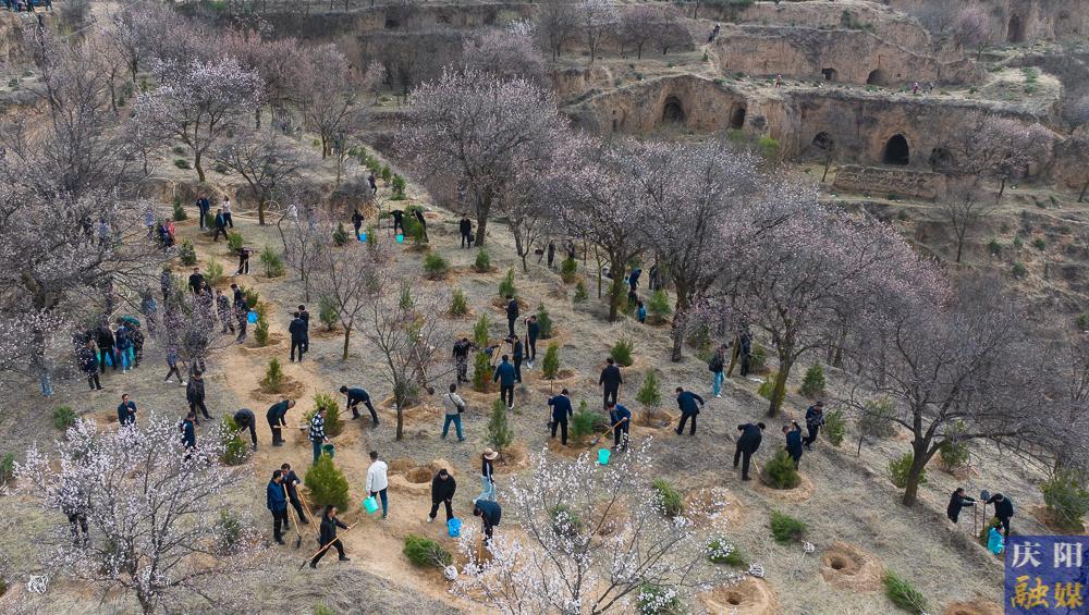 【攝影報道】再植新綠！慶陽市開展2025年義務植樹活動