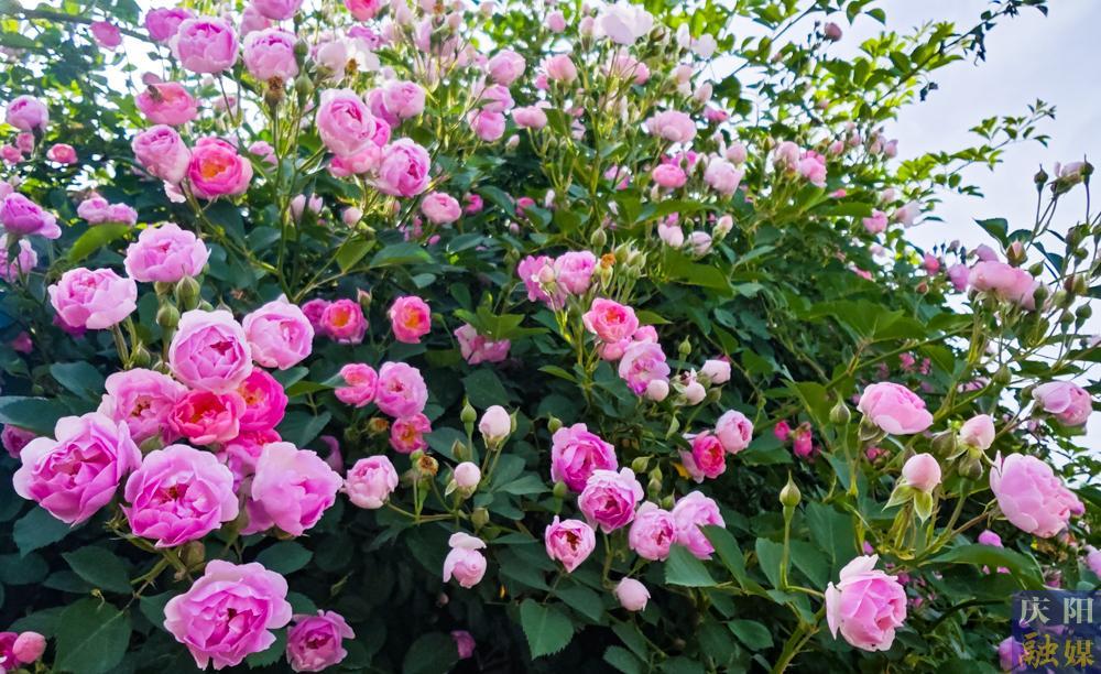 【攝影報(bào)道】薔薇花開！邂逅夏日的浪漫