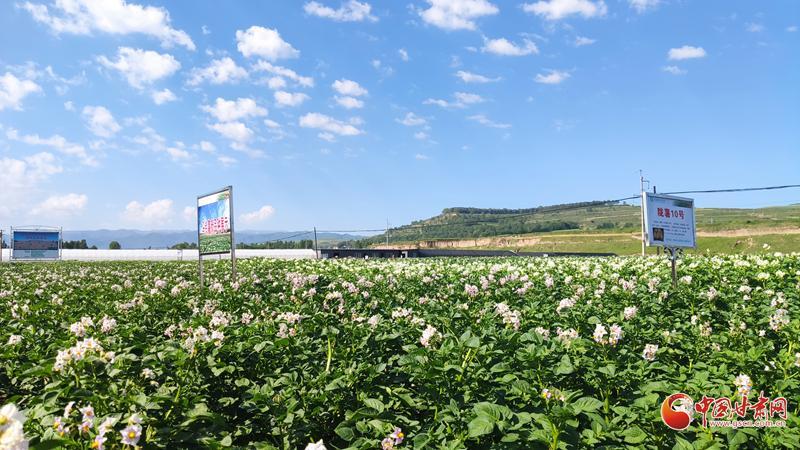 【青春華章·重走西北角】五任所長接力！這顆“隴薯”品種藏著60年的奮斗史